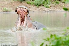 Flusspferd (97 von 104).jpg